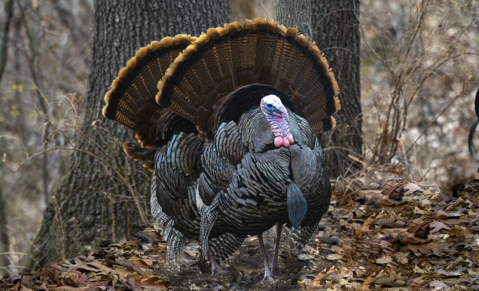 Discovering Kansas City’s Wildlife Refuges and Conservation Areas