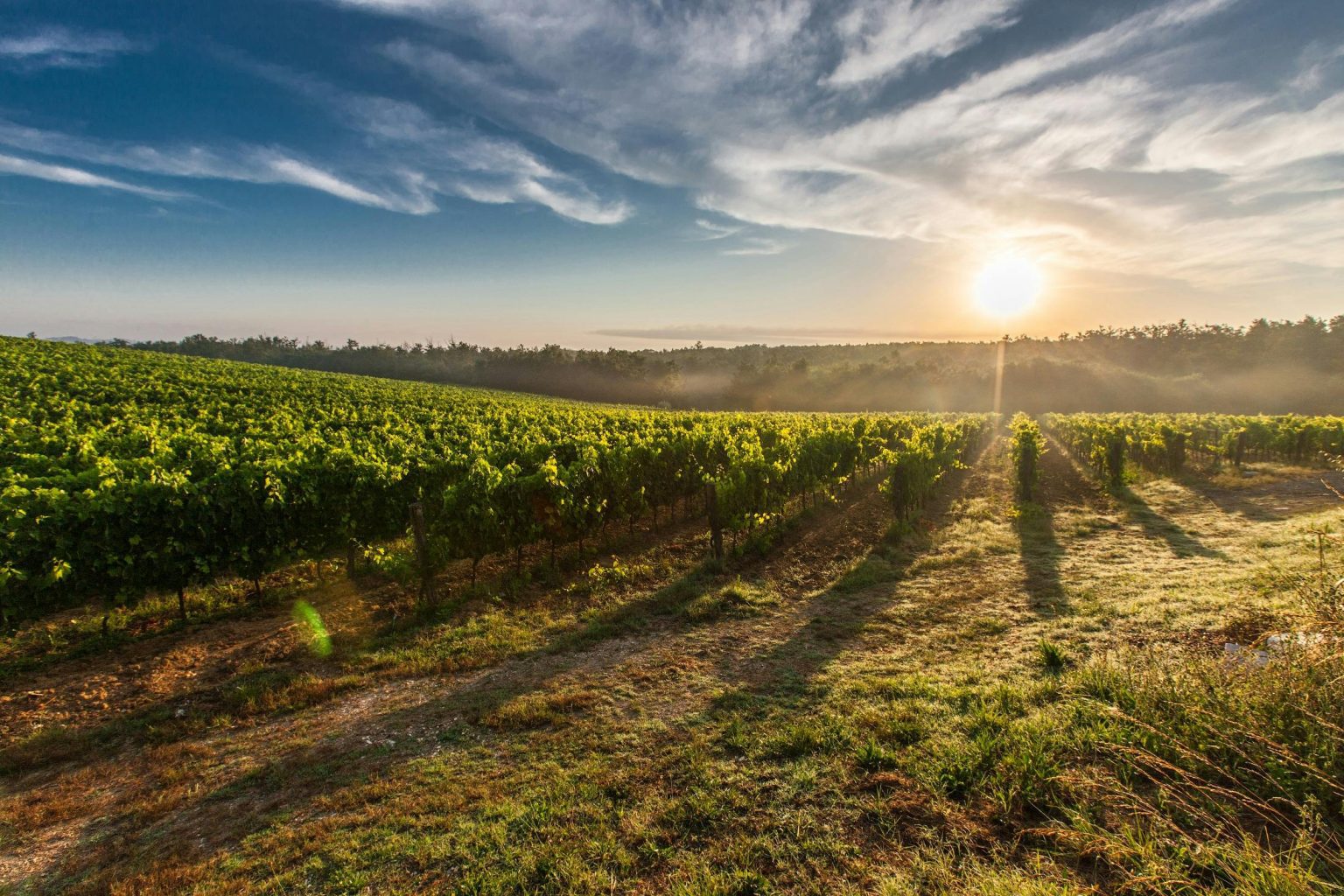 Sustainable Agriculture Practices for a Greener Farming Future