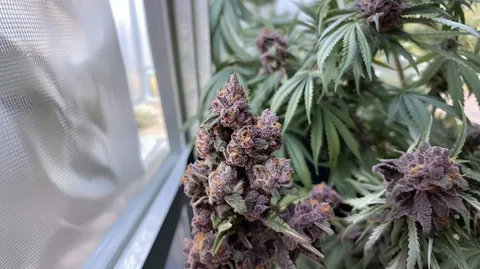 Rose Killer Strain: A Bold and Flavorful Cannabis Experience in Canada