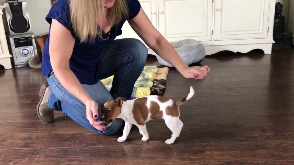Puppy Training Scottsdale Build Better Habits Early